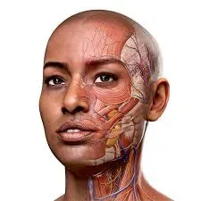 Complete Anatomy is a top-tier 3D for MacOs Download icon